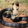 King Cobra 的头像