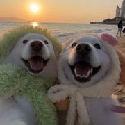 ShuZhi1155's profile picture