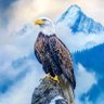 Alp olten's profile picture