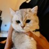 Yic's profile picture