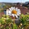 AM _ ghina profil fotoğrafı