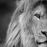 Samer Ma's profile picture