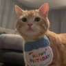 WanWan's profile picture