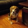 Profilbild von The Hollywood Beagle