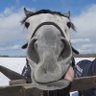 Фото профиля てん🐎ちょ
