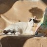 pépito's profile picture