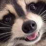 Bala's profile picture