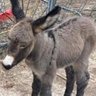 Фото профиля DonkeyMomma