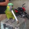 Profilbild von celular que tira foto
