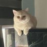 Czarizari's profile picture