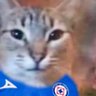 Makigato profil fotoğrafı
