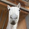 たまのこ 的头像