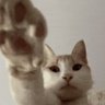 SAF777's profile picture