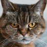 Meow's profile picture