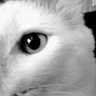 Gengarce's profile picture