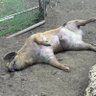 Dom Lud profil fotoğrafı