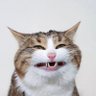 Profilbild von Pyrofox