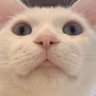 ウォッチャーちゃん's profile picture