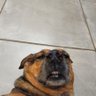 diabo de saia profil fotoğrafı