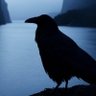 Fjordstemme profil fotoğrafı