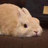 eve🐰✨ 的头像