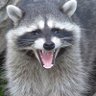 trashpanda's profile picture