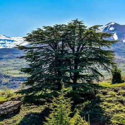cedar 🇱🇧's profile picture