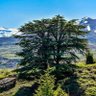 cedar 🇱🇧 profil fotoğrafı