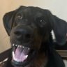noob dog's profile picture