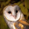 BirdNerd's profile picture