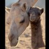 Фото профиля مسكني الريف