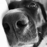 Good Dog profil fotoğrafı