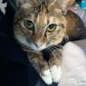 Profilbild von 保護猫と暮らす
