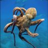 octo's profile picture