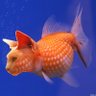 Profilbild von Permitfisher