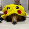 Profilbild von 出戻りキャンパー