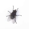 Profilbild von Lord of the Flies