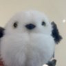 Profilbild von spongeBObPatrick