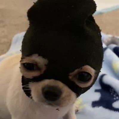 김이박강도's profile picture