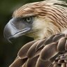 Garuda Mataram 的头像