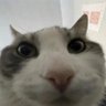O-Dog's profile picture
