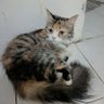Asura 🔥 profil fotoğrafı
