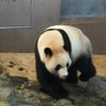 獅子丸 的头像