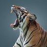 TigerMaurice profil fotoğrafı