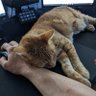 Cyrus's profile picture