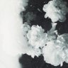 Фото профиля 𝖁𝖊𝖉𝖗𝖆𝖓𝖆