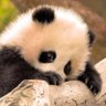 nice 的头像