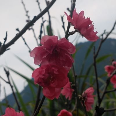 thayphuong1's profile picture