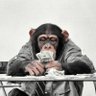 Puzzled Ape profil fotoğrafı
