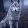 ❄️ウルフ不動産❄️ profil fotoğrafı